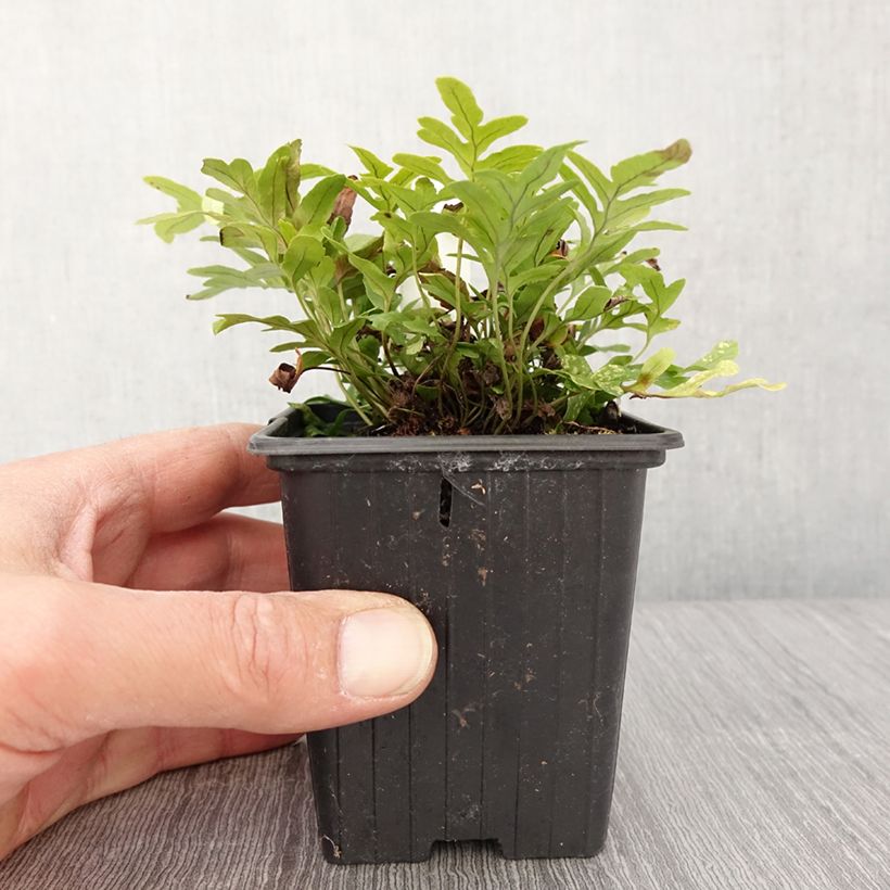 Polypodium cambricum Whitley Giant - Helecho Maceta de 8/9 cm Ejemplar entregado en la primavera