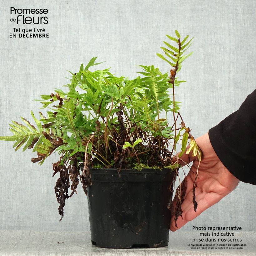 Polypodium cambricum Whitley Giant - Helecho Maceta 2L/3L Ejemplar entregado en invierno