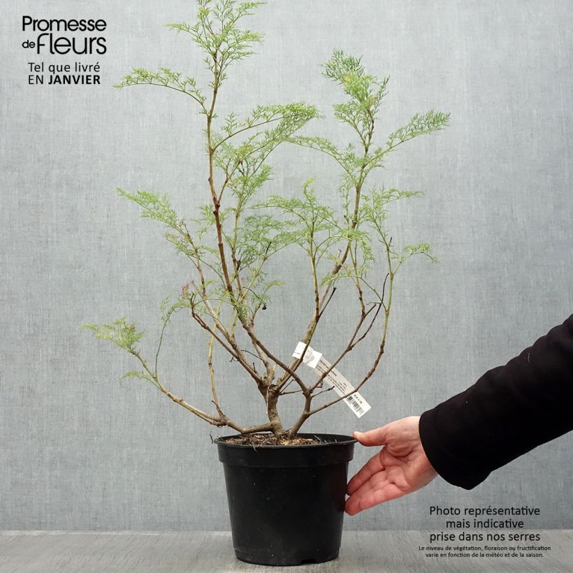 Polyscias sambucifolia - Sureau panax Pot de 4L/5L Ejemplar entregado en invierno