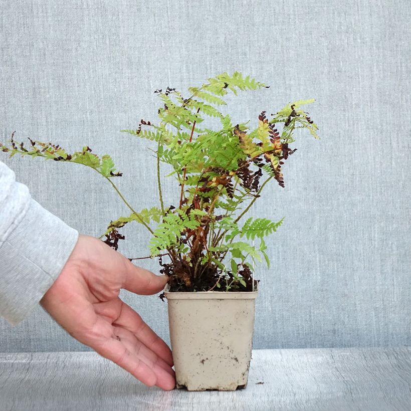 Ejemplar de Polystichum braunii - Fougère Godet de 9cm entregado en otoño