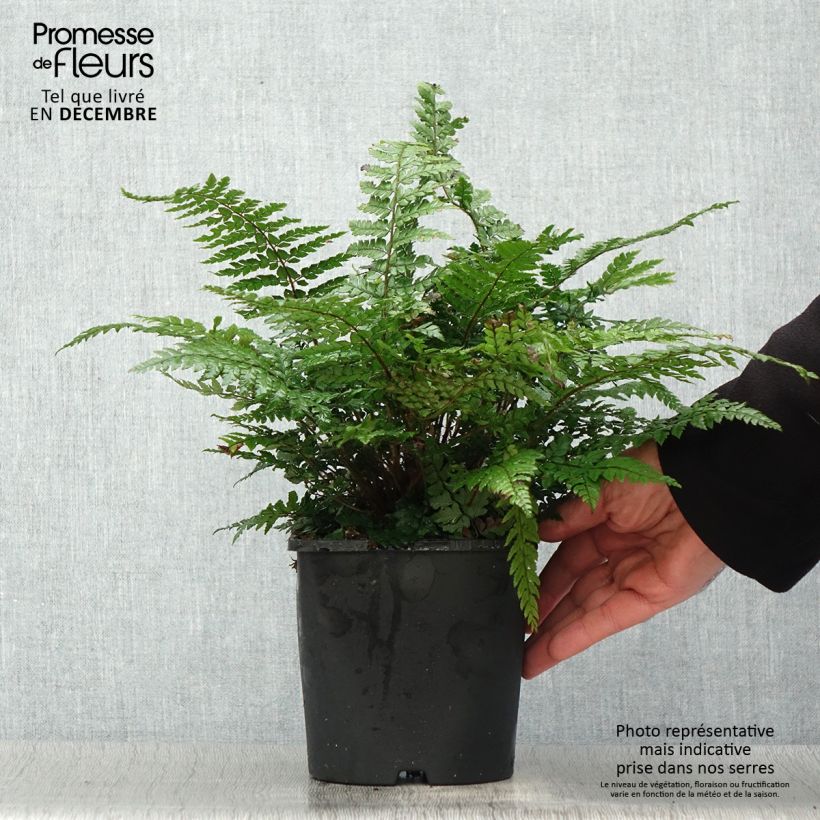 Polystichum makinoi - Helecho Ejemplar entregado en invierno