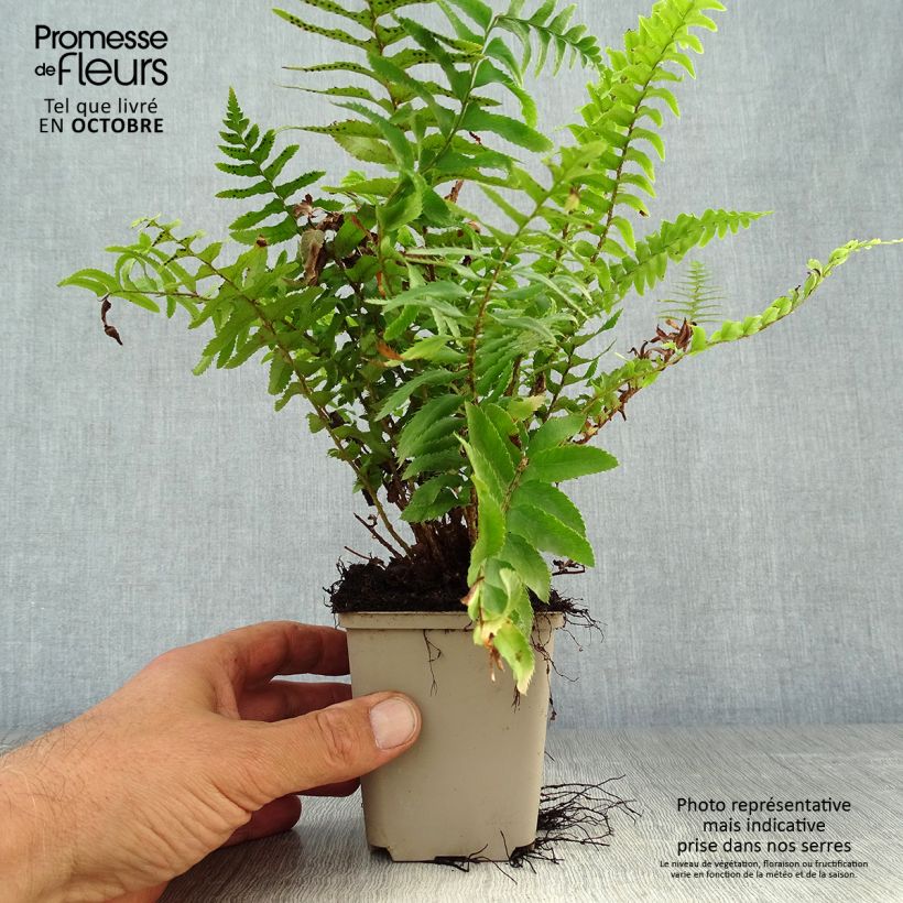 Ejemplar de Polystichum munitum - Fougère Godet de 9cm entregado en otoño