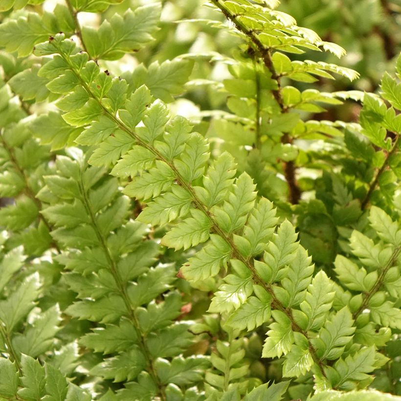 Polystichum neolobatum - Helecho (Follaje)