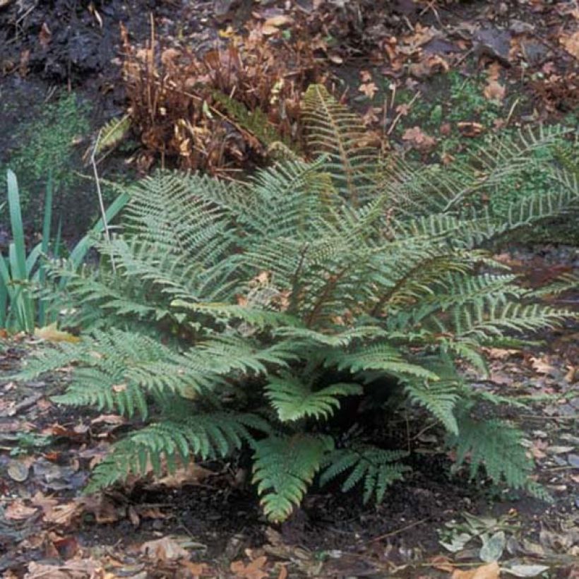 Polystichum polyblepharum - Helecho (Porte)