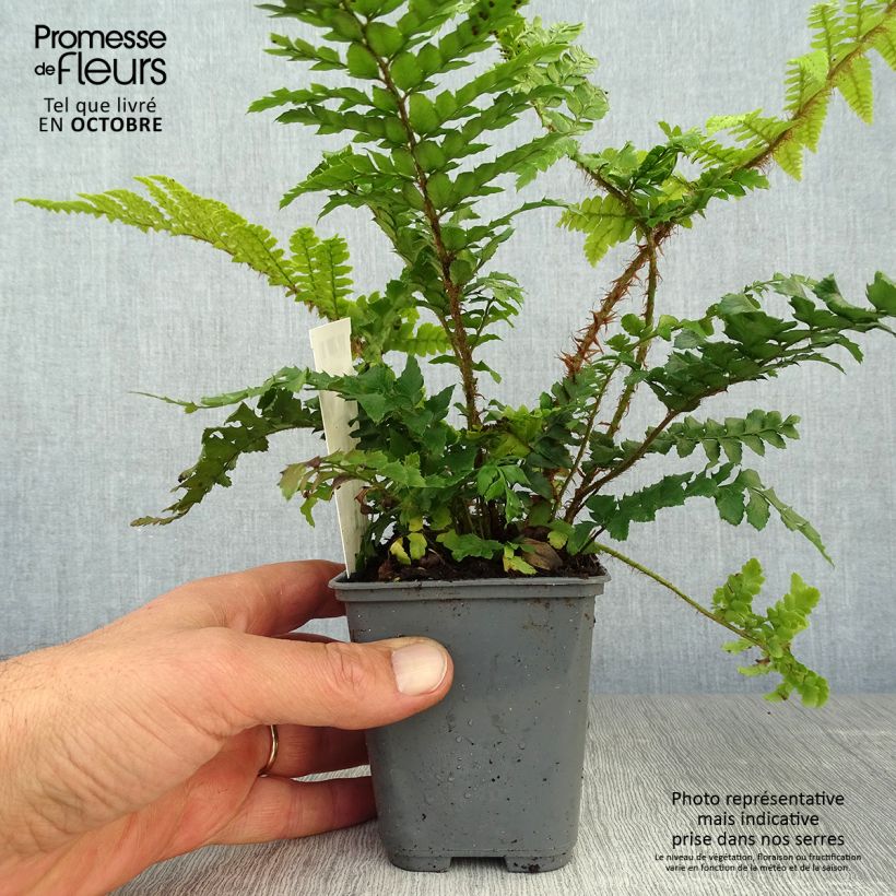 Ejemplar de Polystichum polyblepharum - Helecho entregado en otoño