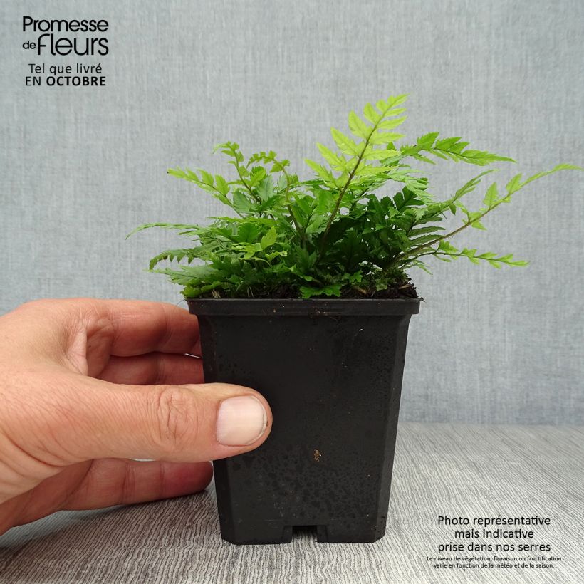 Ejemplar de Polystichum rigens - Fougère Godet de 9cm entregado en otoño