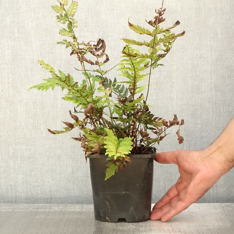 Ejemplar de Polystichum rigens - Fougère Pot de 2L entregado en otoño