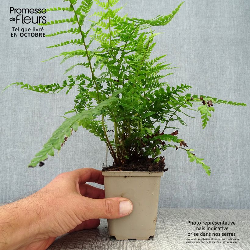 Ejemplar de Polystichum setiferum Dahlem - Fougère Godet de 9cm entregado en otoño