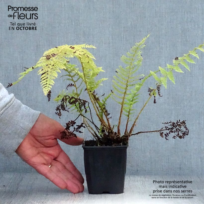 Ejemplar de Polystichum setiferum - Fougère Godet de 9cm entregado en otoño