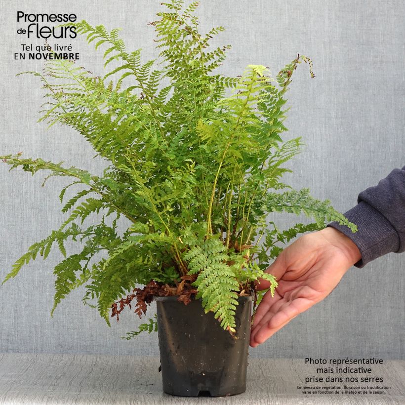 Ejemplar de Polystichum setiferum - Fougère Pot de 2L/3L entregado en otoño