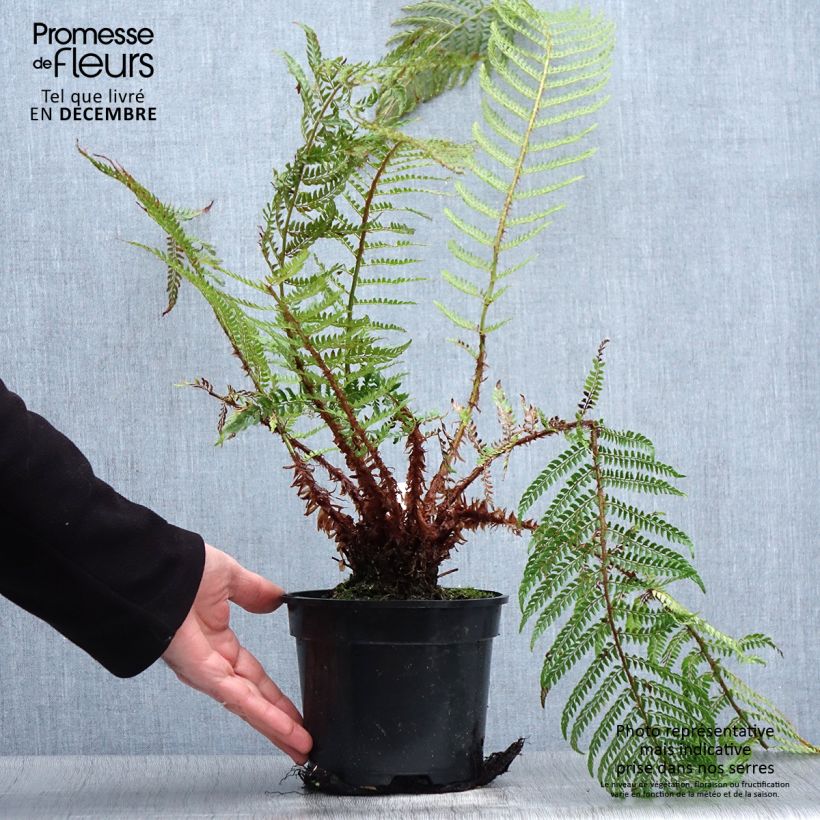 Polystichum setiferum Plumosum Bevis - Aspidie à cils raides Pot de 2L/3L Ejemplar entregado en invierno