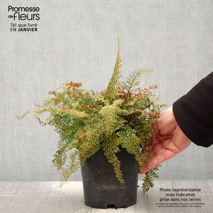 Polystichum setiferum Plumosum Densum - Fougère Pot de 2L Ejemplar entregado en invierno