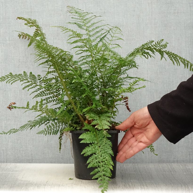 Polystichum setiferum Proliferum - Fougère - Pot de 2L/3L Ejemplar entregado en la primavera