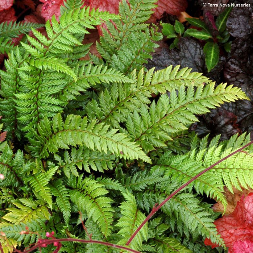 Polystichum polyblepharum Shiny Holy Fern - Helecho (Porte)