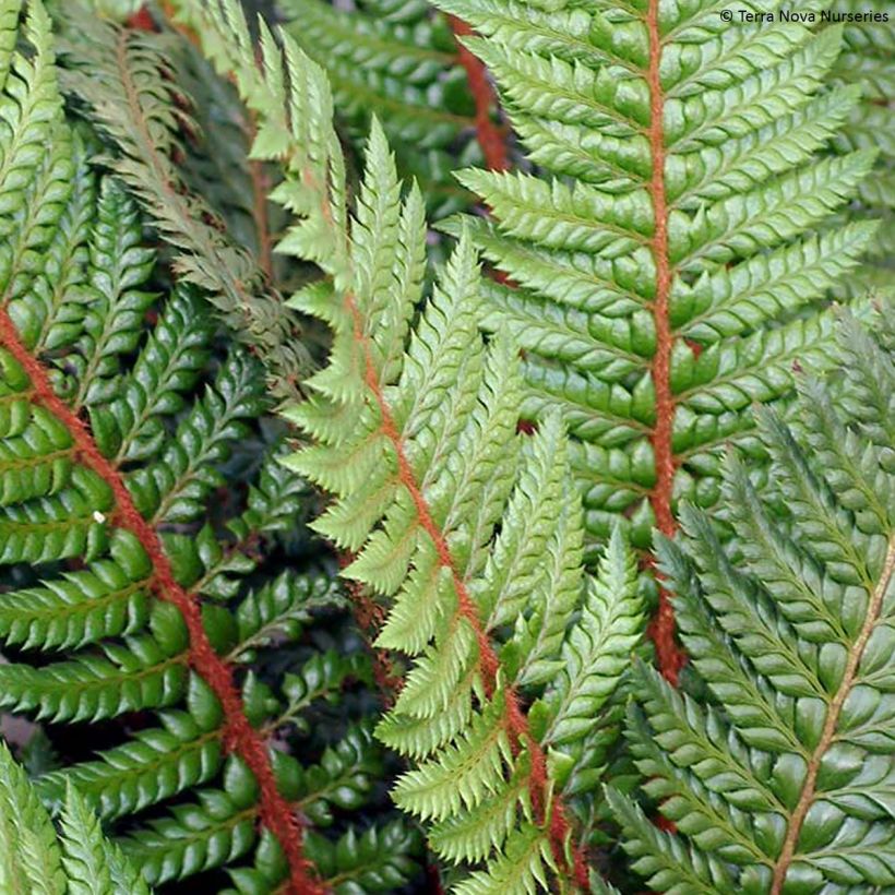 Polystichum polyblepharum Shiny Holy Fern - Helecho (Follaje)