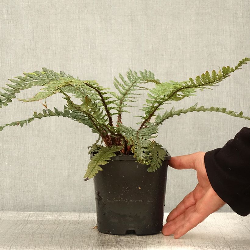 Ejemplar de Polystichum Shiny Holy Fern - Fougère persistante pot de 2L entregado en otoño