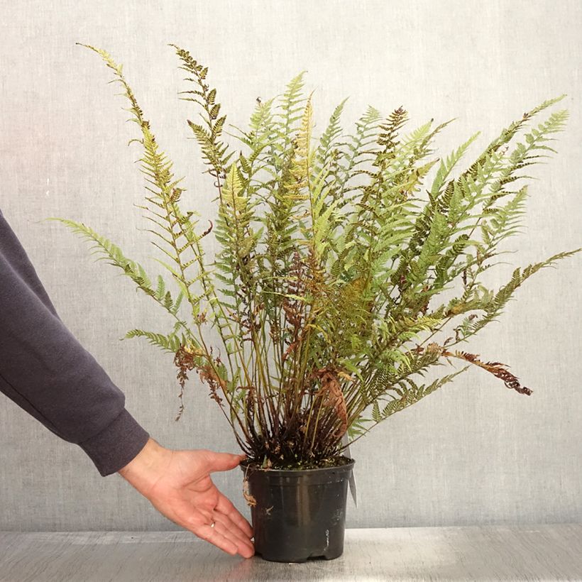 Ejemplar de Polystichum tsus-simense - Aspidie, fougère Pot de 2L entregado en otoño