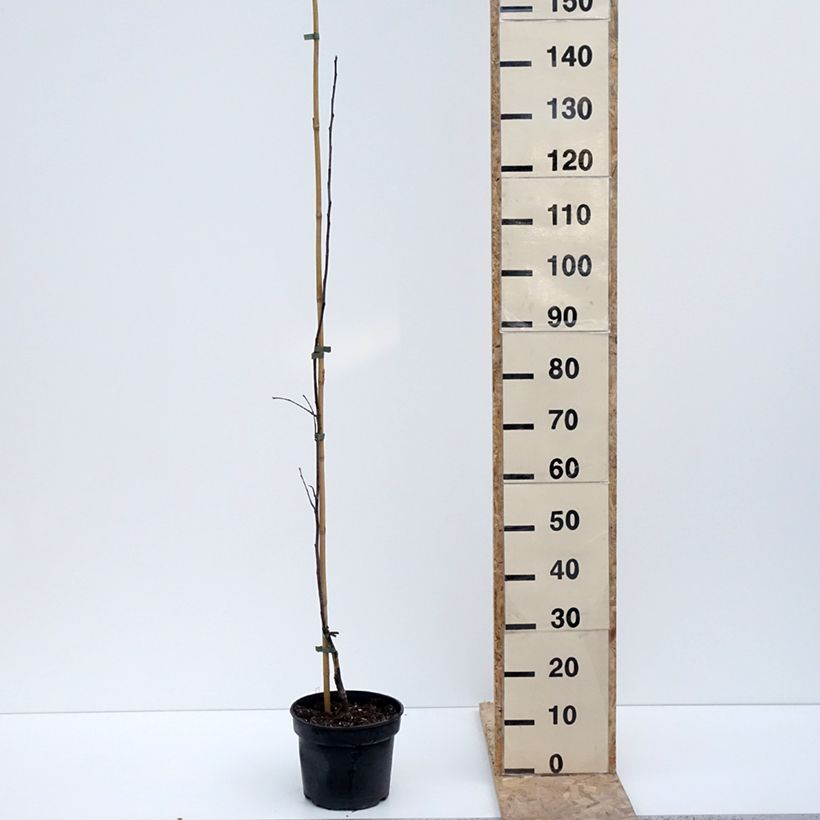 Manzano Antonówka Półtorapoundowa - Malus domestica Maceta 4L/5L, CopaAltura de entrega aprox. 120/140cm Ejemplar entregado en invierno