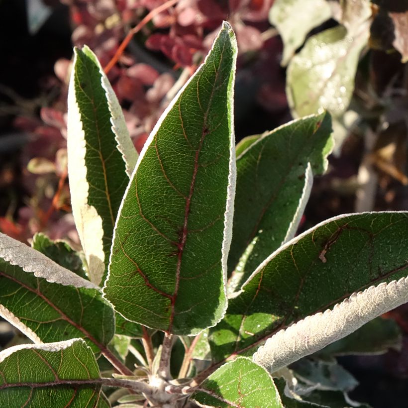 Manzano ornemental Red Leaf (Follaje)