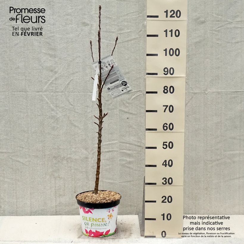 Pommier colonnaire Rhapsodie Pot de 7L Ejemplar entregado en invierno