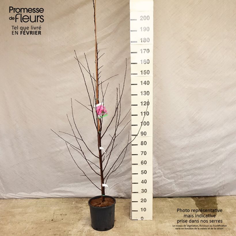 Pommier d'ornement - Malus Coccinella Courtarou Pot de 12L/15L Ejemplar entregado en invierno