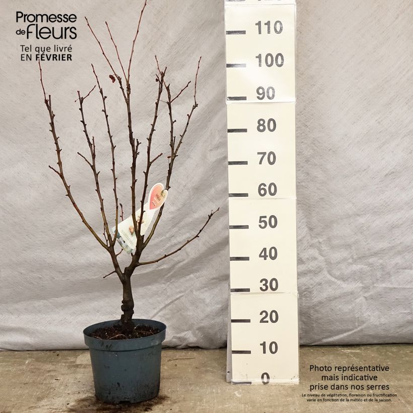 Pommier d'ornement - Malus Golden Hornet en pot de 5L  Ejemplar entregado en invierno