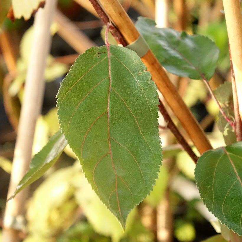 Malus sieversii Hopa - Manzano de flor (Follaje)