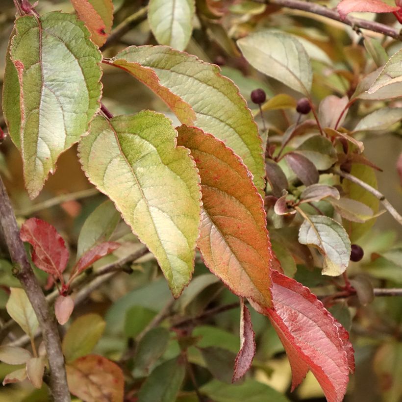 Manzano de flor Diable Rouge (Follaje)