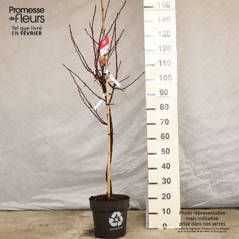 Pommier - Malus domestica Braeburn Pot de 10L Gobelet Ejemplar entregado en invierno