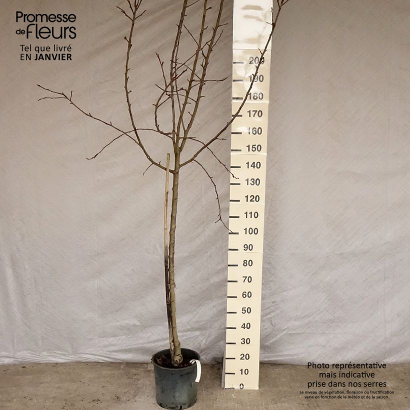 Pommier - Malus domestica Idared Demi-tige en pot de 12l/15l Ejemplar entregado en invierno