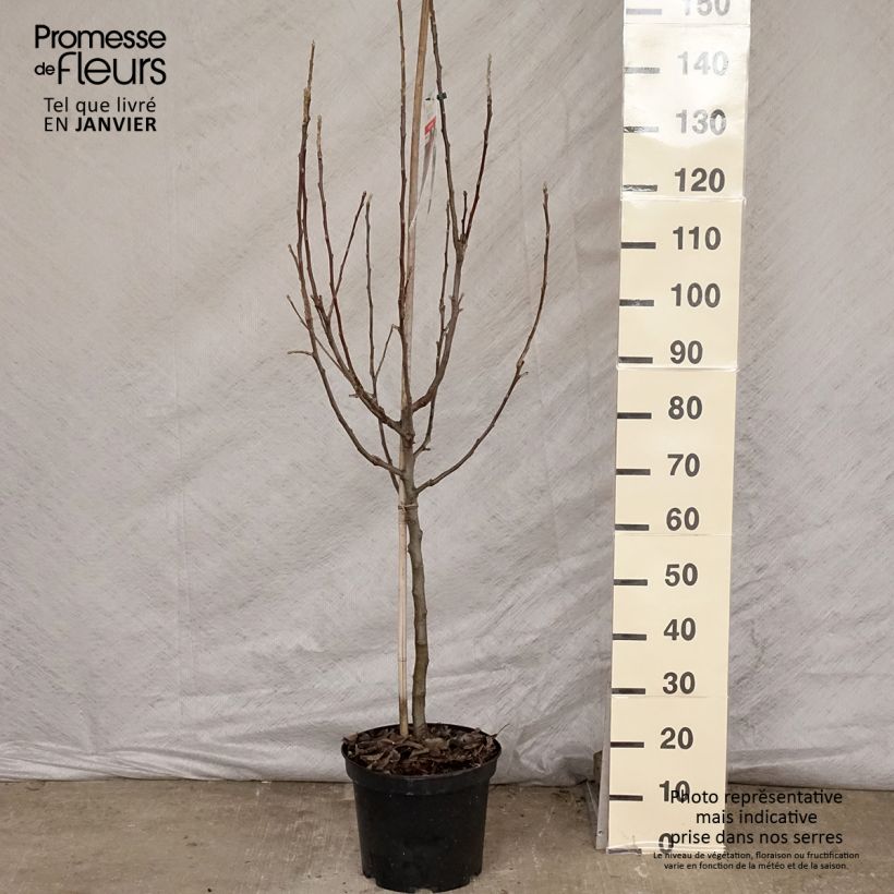 Pommier - Malus domestica Idared Gobelet en pot de 7,5l/10l Ejemplar entregado en invierno