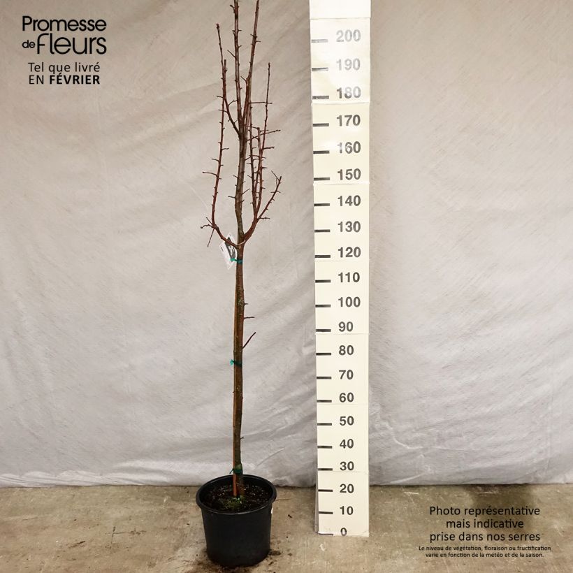 Pommier trilobé - Malus trilobata Pot de 12L/15L Ejemplar entregado en invierno