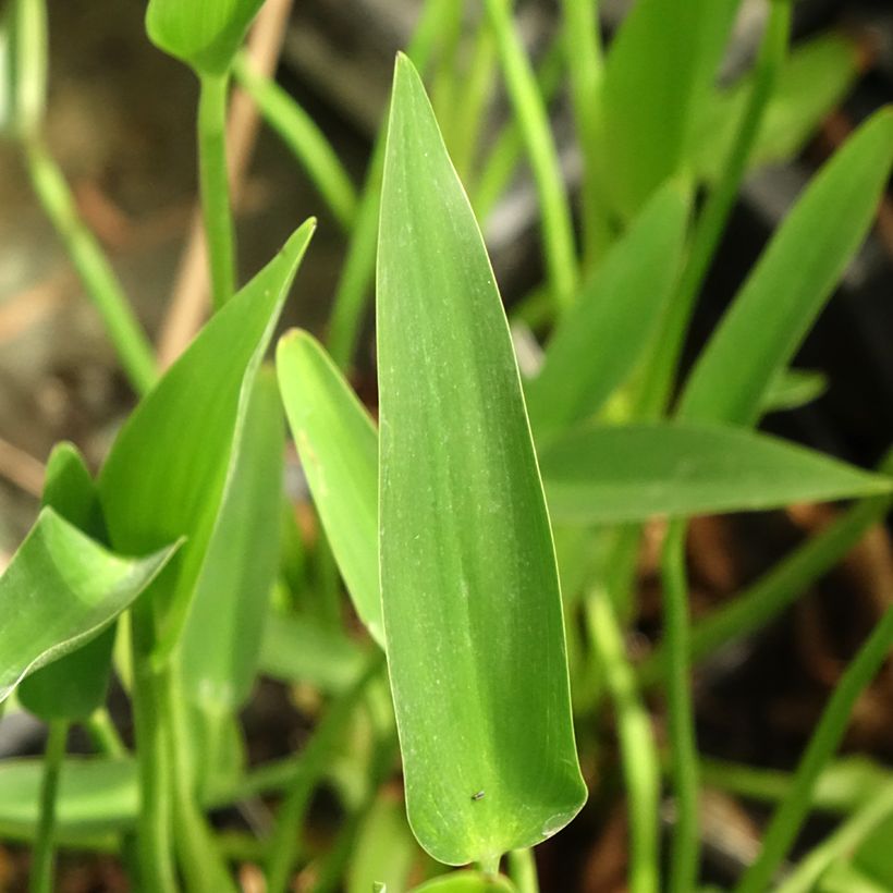 Pontederia lanceolata (Follaje)