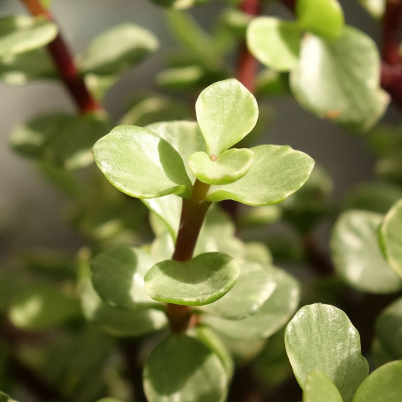 Portulacaria afra Variegata - Árbol de la Abundancia (Follaje)