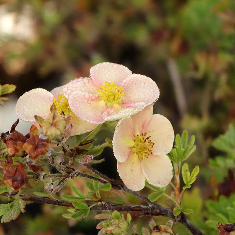 Potentilla fruticosa Glamour Girl (Floración)