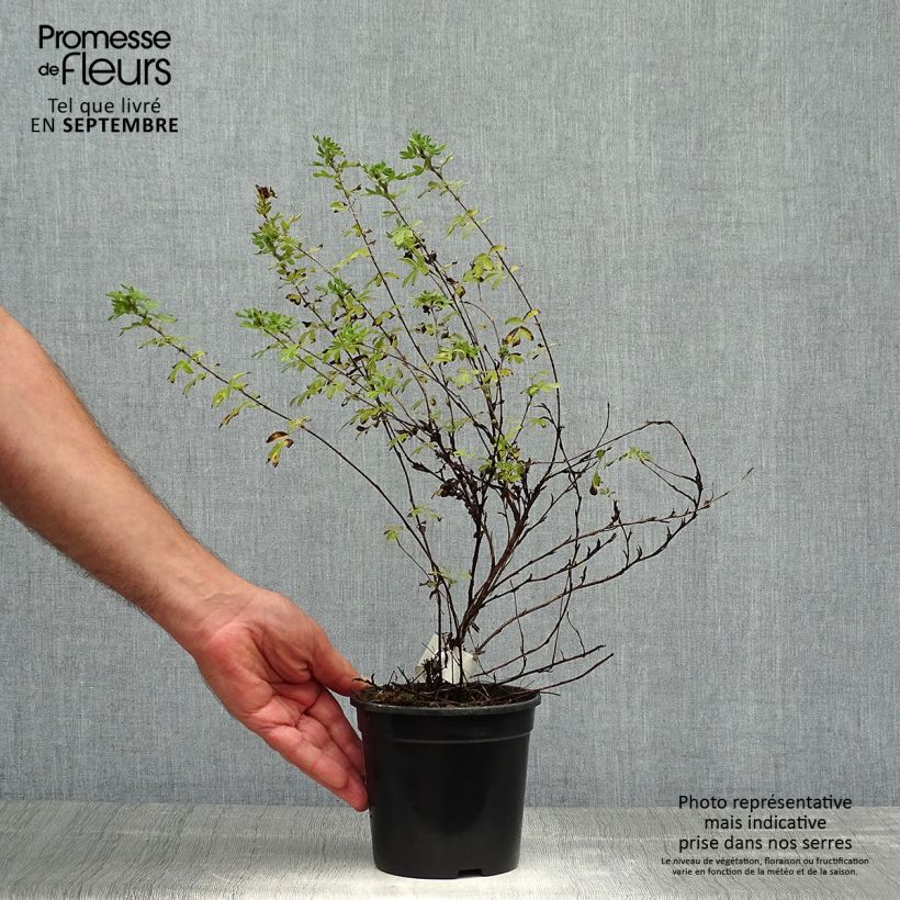 Ejemplar de Potentilla fruticosa Abbotswood en pot 1,3L entregado en otoño