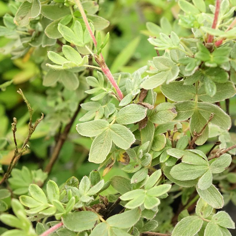 Potentilla fruticosa Creme brulée (Follaje)