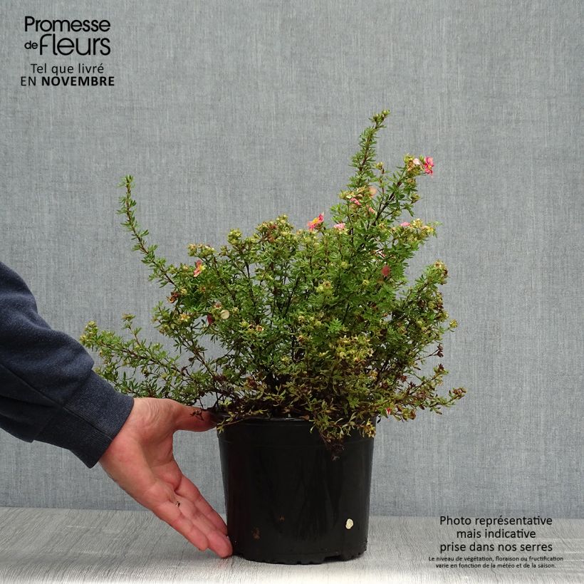 Ejemplar de Potentilla fruticosa Danny Boy - Potentille arbustive à fleurs simples rose framboise Pot de 2L/3L entregado en otoño