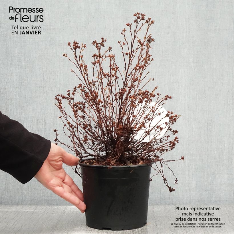 Potentilla fruticosa Danny Boy - Potentille arbustive à fleurs simples rose framboise Pot de 2L/3L Ejemplar entregado en invierno