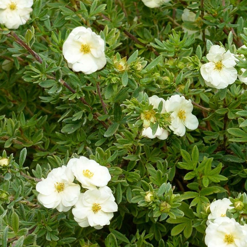 Potentilla fruticosa Double Punch Cream (Follaje)