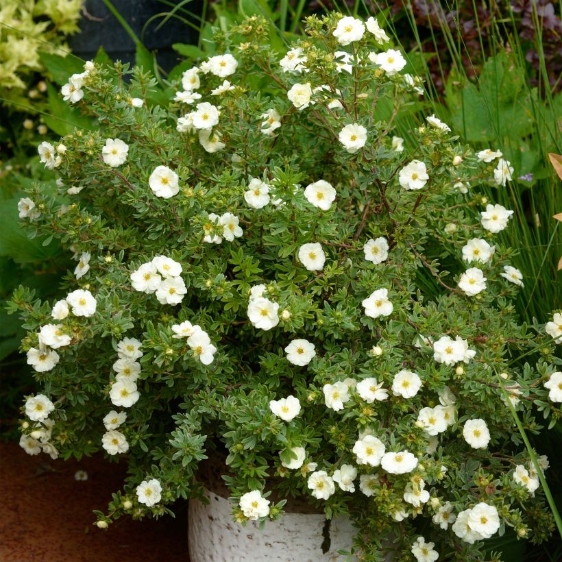 Potentilla fruticosa Double Punch Cream (Porte)