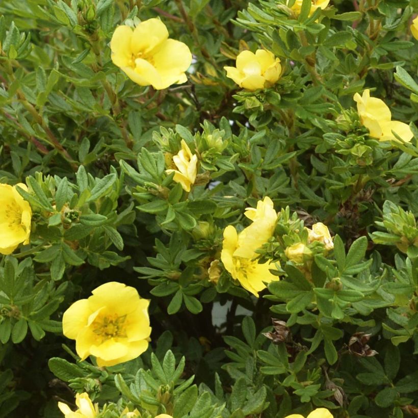 Potentilla fruticosa Double Punch Gold (Follaje)