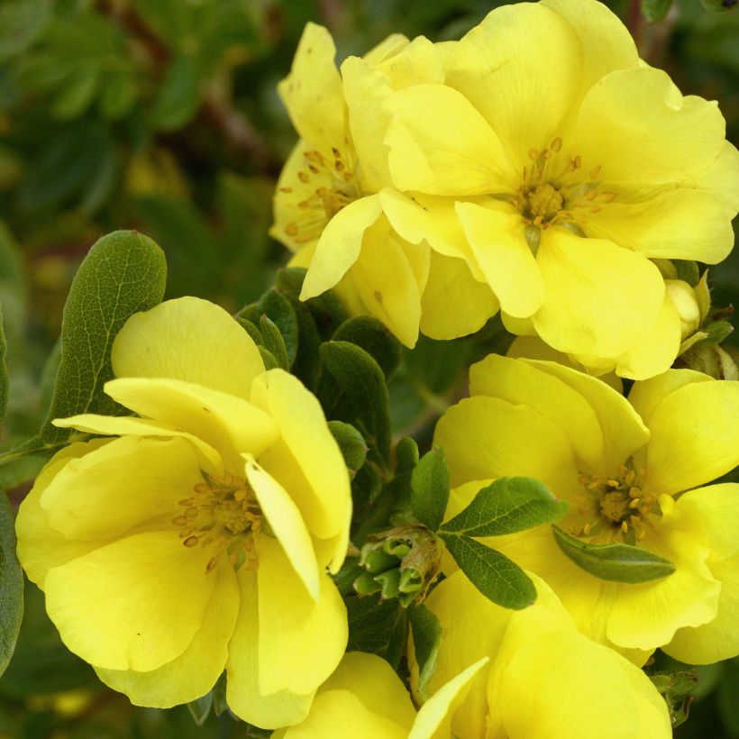 Potentilla fruticosa Double Punch Gold (Floración)