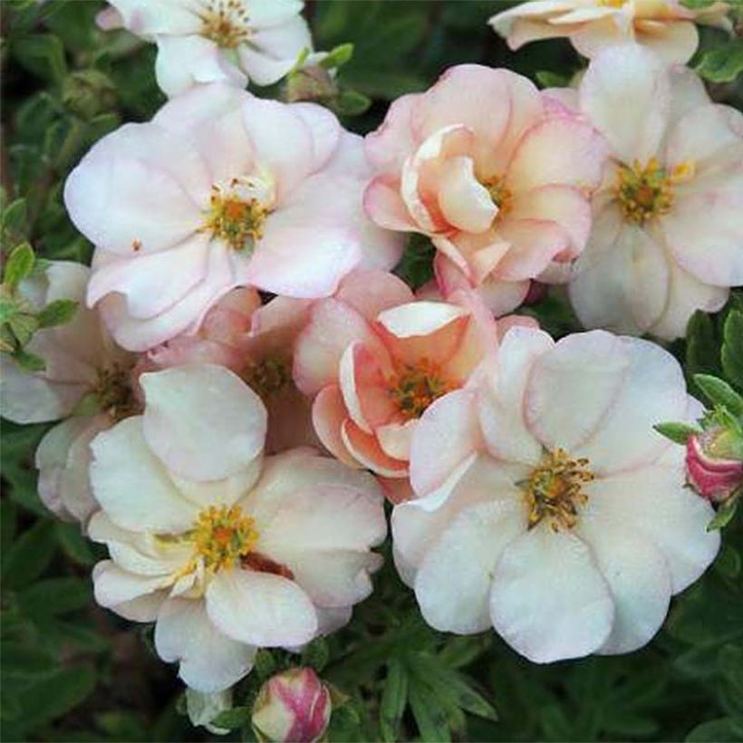 Potentilla fruticosa Double Punch Pastel (Floración)