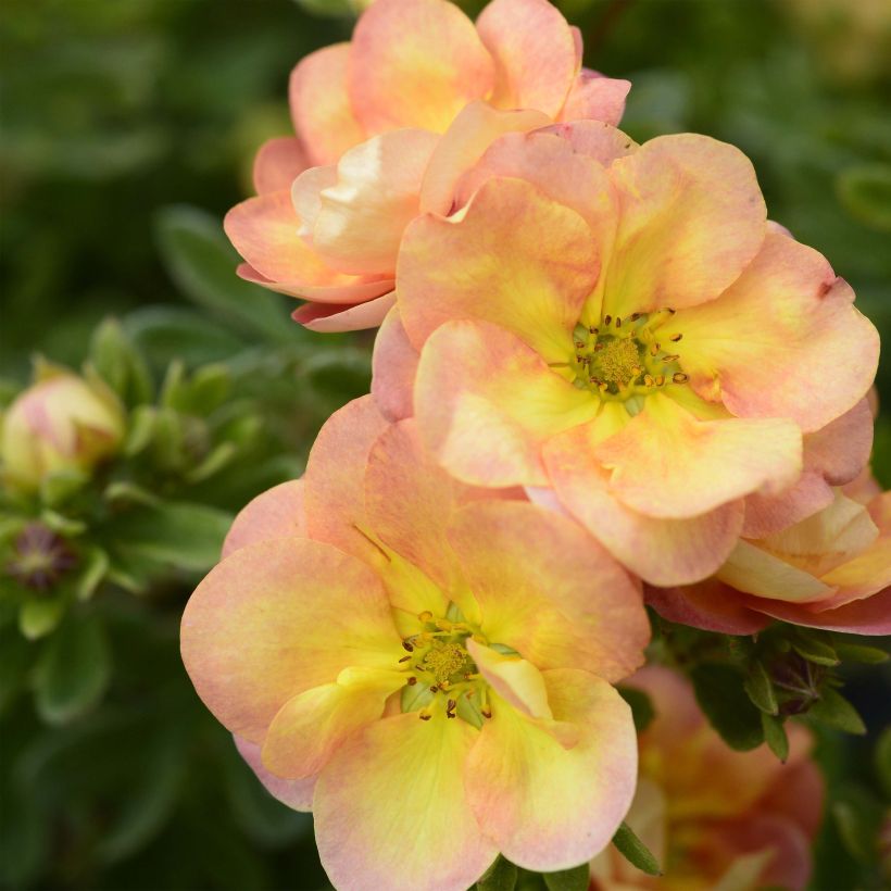 Potentilla fruticosa Double Punch Peach (Floración)