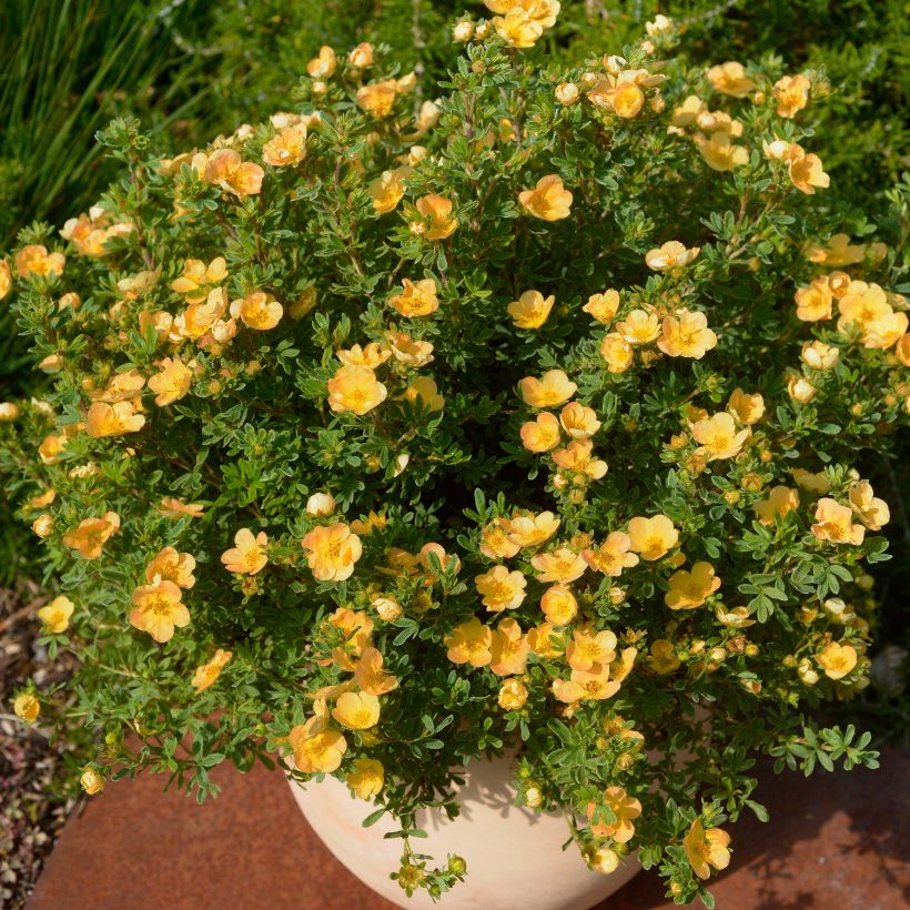 Potentilla fruticosa Double Punch Peach (Porte)