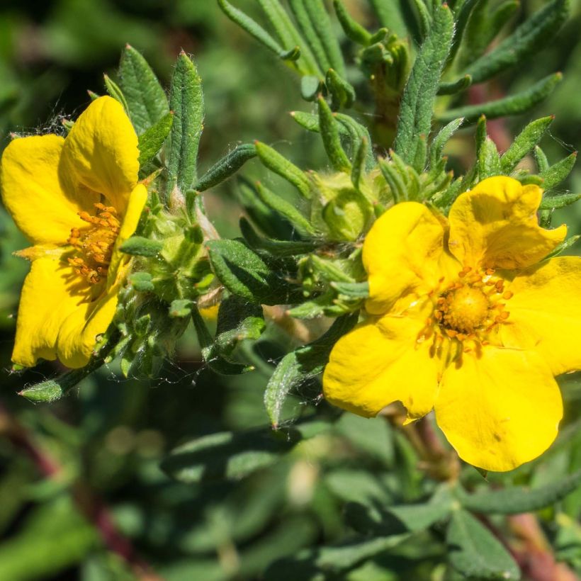 Potentilla fruticosa Elizabeth (Floración)