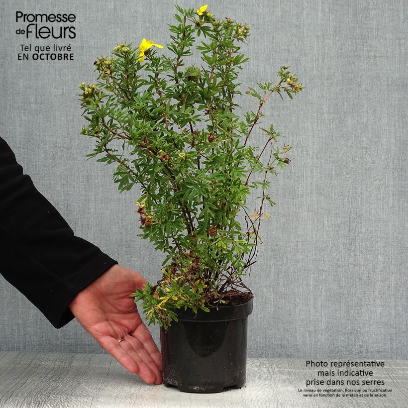 Ejemplar de Potentilla fruticosa Goldfinger - Potentille arbustive en pot de 1L/1,5L entregado en otoño