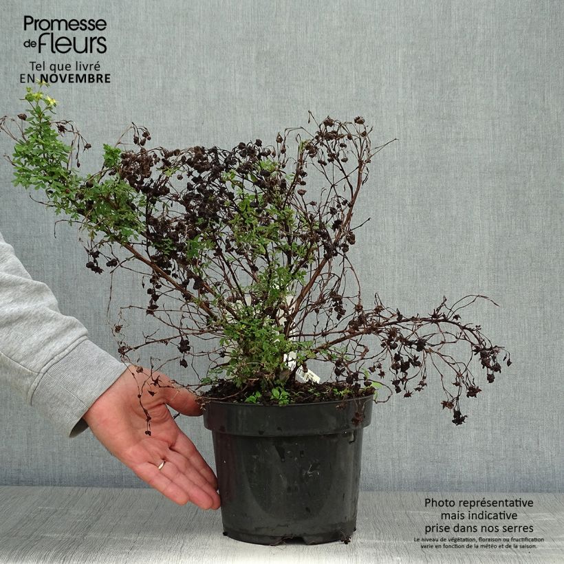 Ejemplar de Potentilla fruticosa Limelight Pot de 3L/4L entregado en otoño