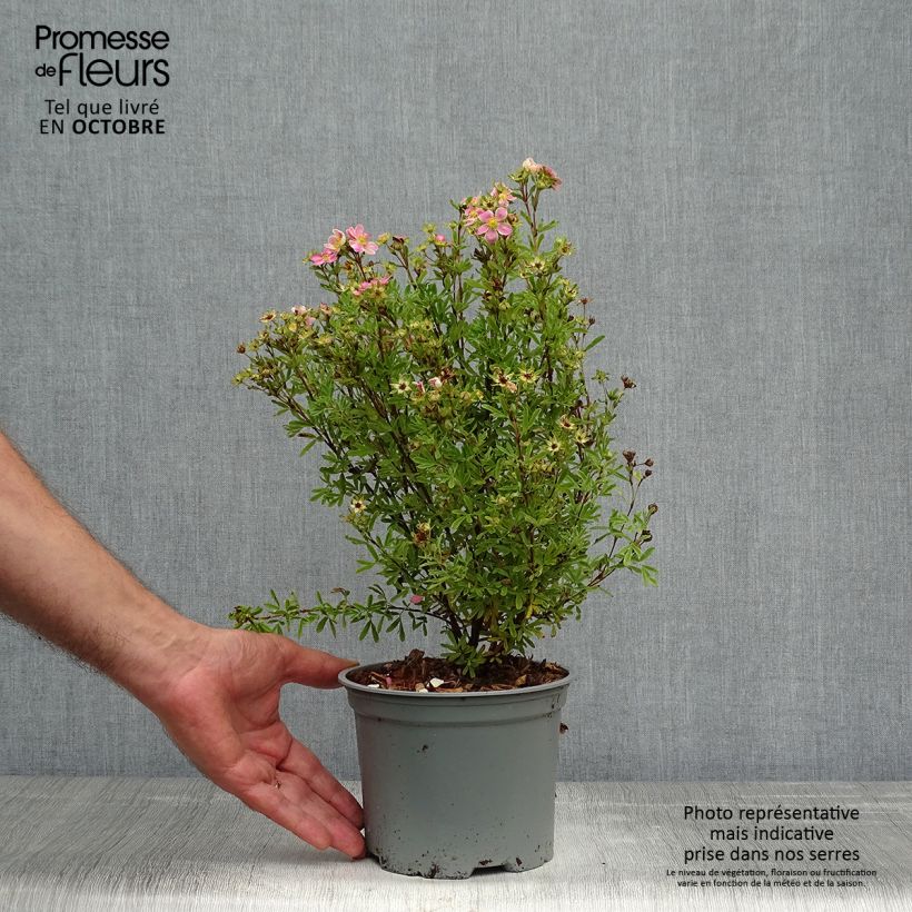 Ejemplar de Potentilla fruticosa Lovely Pink Pot de 1.5L entregado en otoño